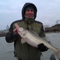 detroit river walleye charters
