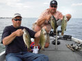 Great Lakes Bass Fishing Guide Service on Lake St. Clair Smallmouth in Michigan.