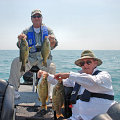 Great Lakes Bass Fishing Guide Service on Lake St. Clair Smallmouth in Michigan.